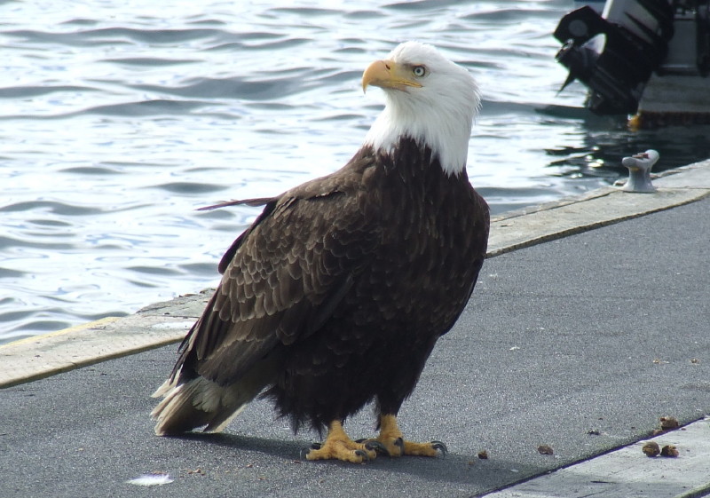 This eagle stayed with us hoping for a scrap.